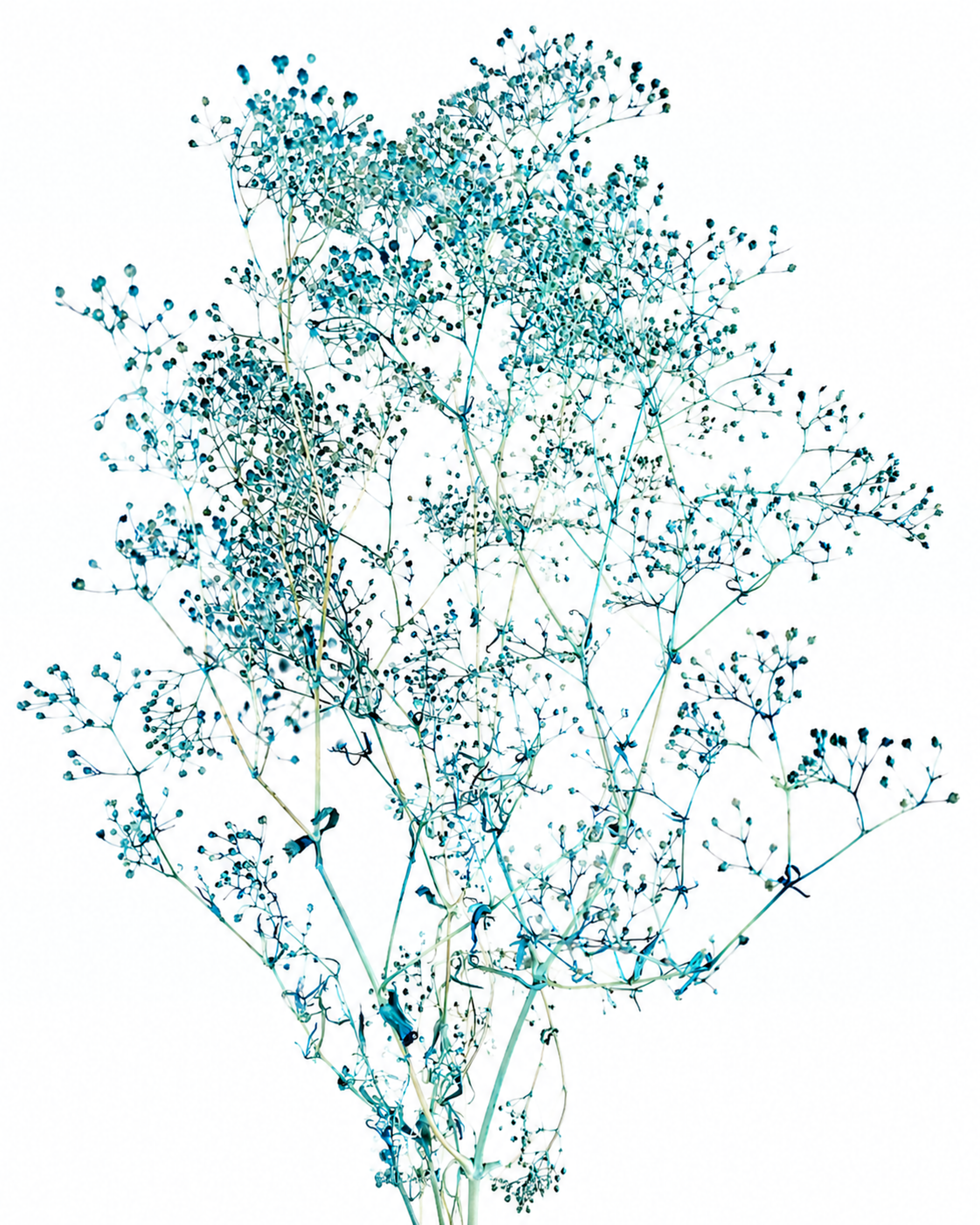 Naturally stabilized turquoise blue Gypsophila flower stems demonstrating elegant branching, 50g bundle for coastal style home decor.
