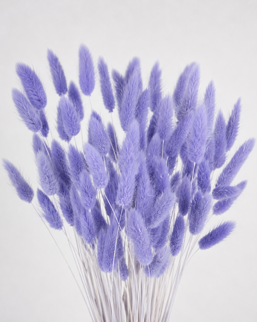 Violet Bunny Tail Grass