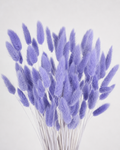 Violet Bunny Tail Grass