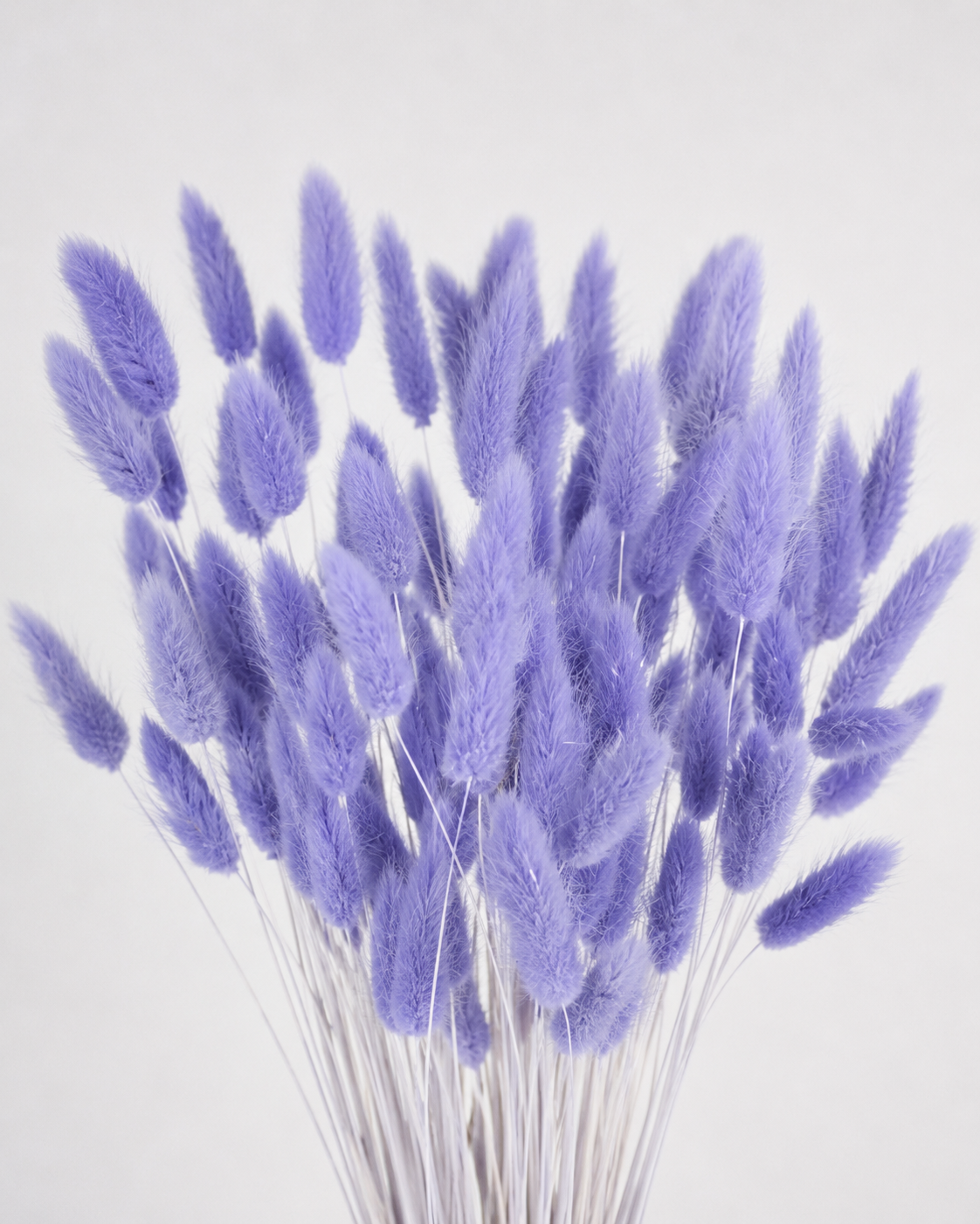 Violet Bunny Tail Grass