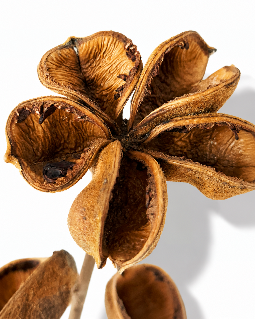 Lotus Style Seed Pods
