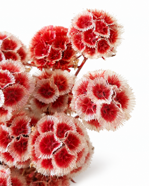 Coral Red Dried Scabiosa Stems - 15-17cm Starflower Pods (Bunch of 10)