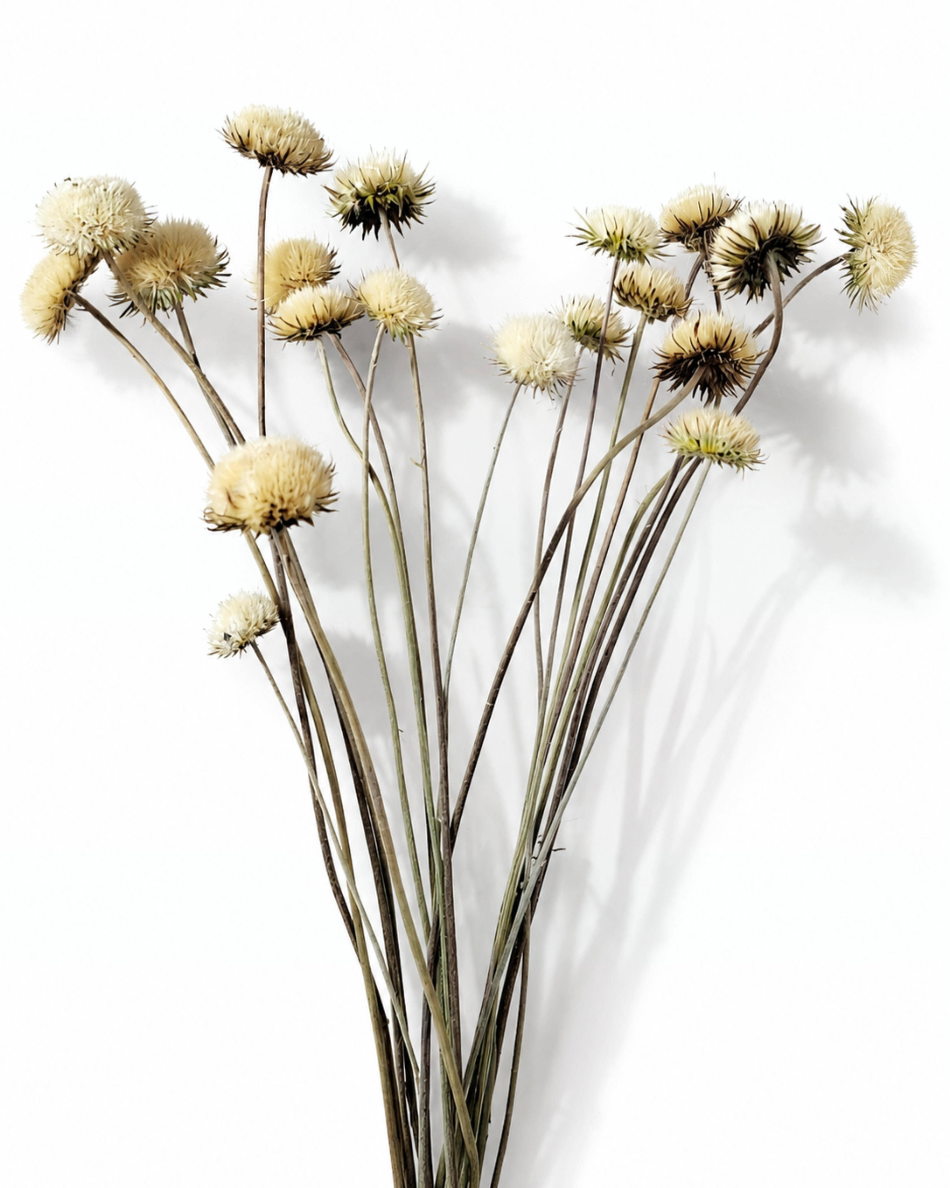 Full bundle view of tall dried beige thistle stems bound together against a neutral white backdrop.
