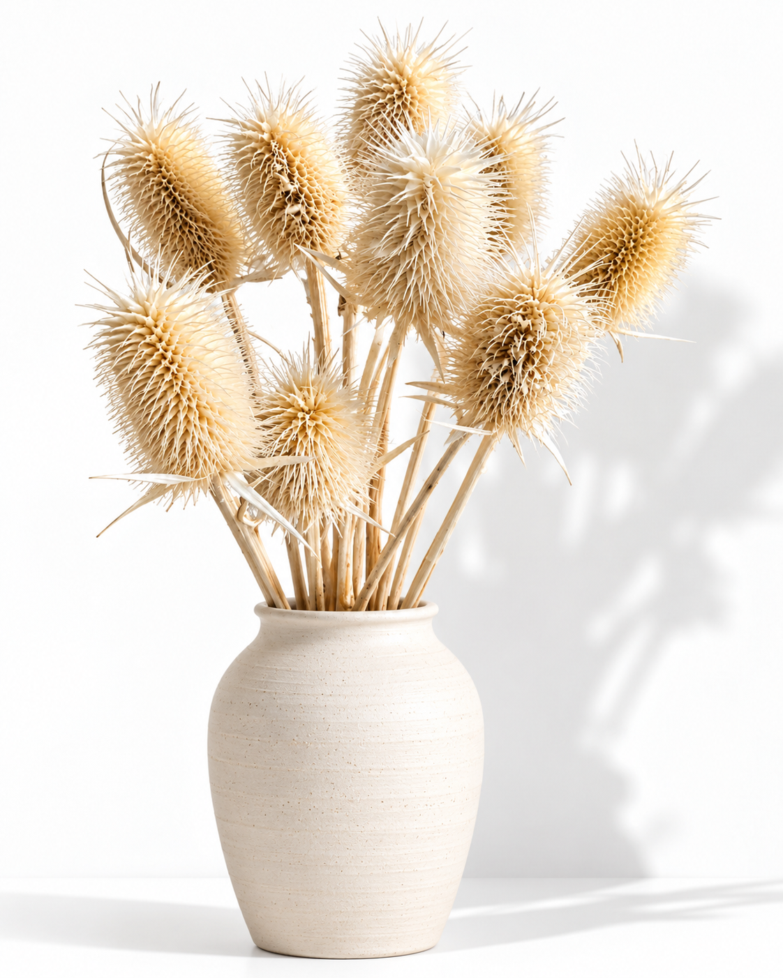 Natural Dried Teasel Stems