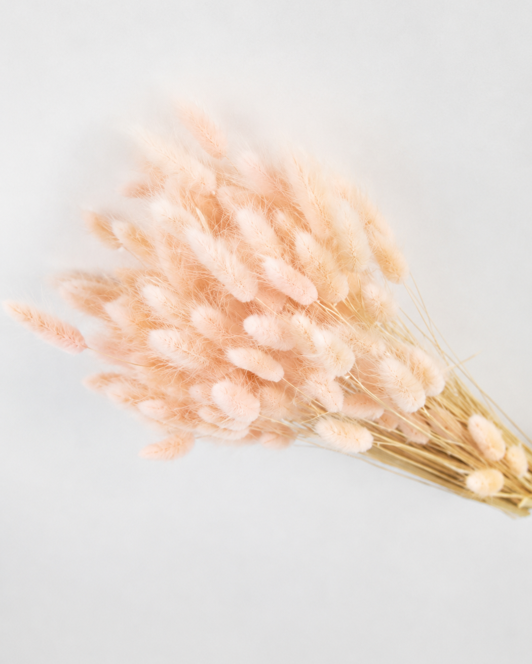 Porcelain pink
Bunny Tail Grass