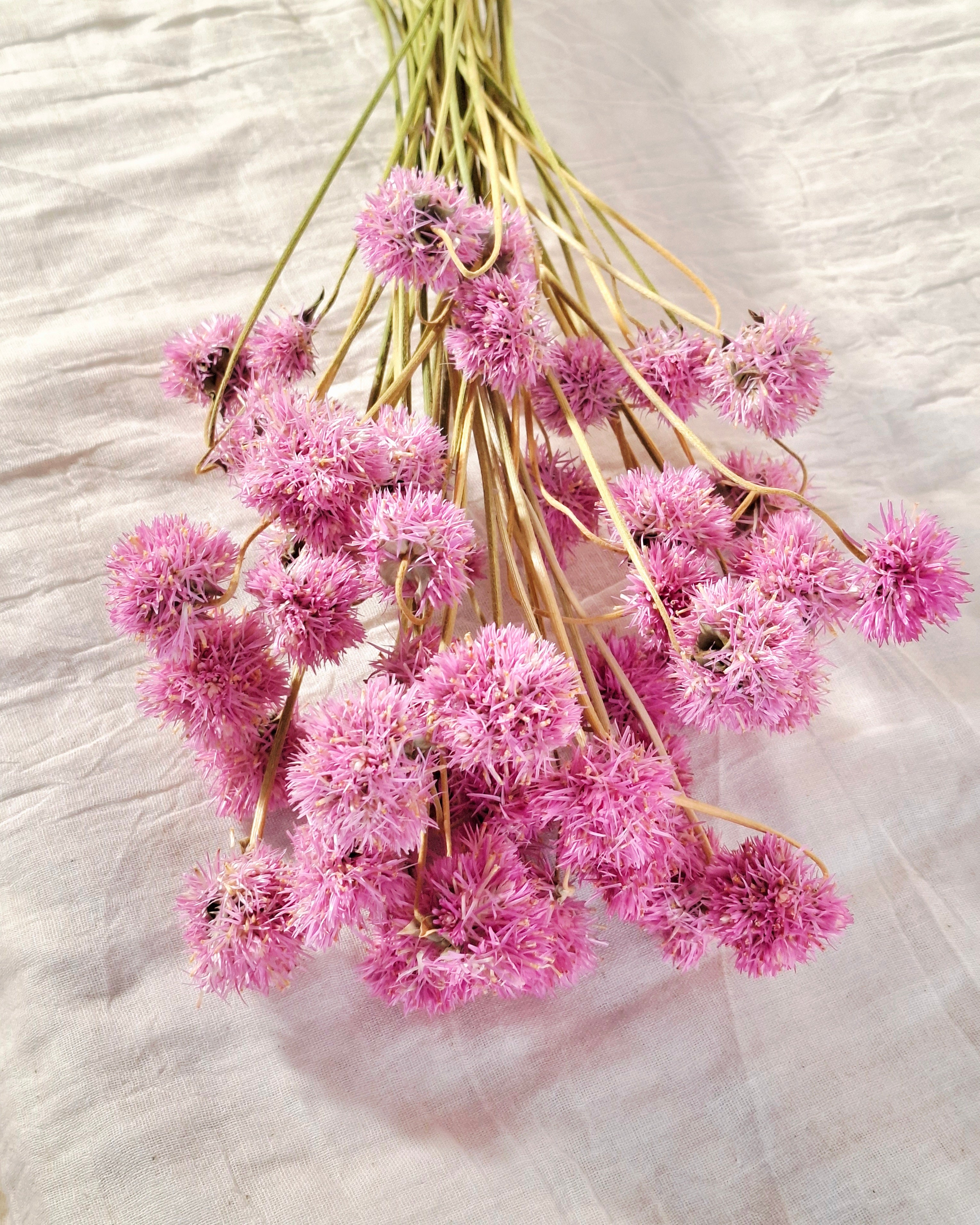 Pink Gomphrena Stems