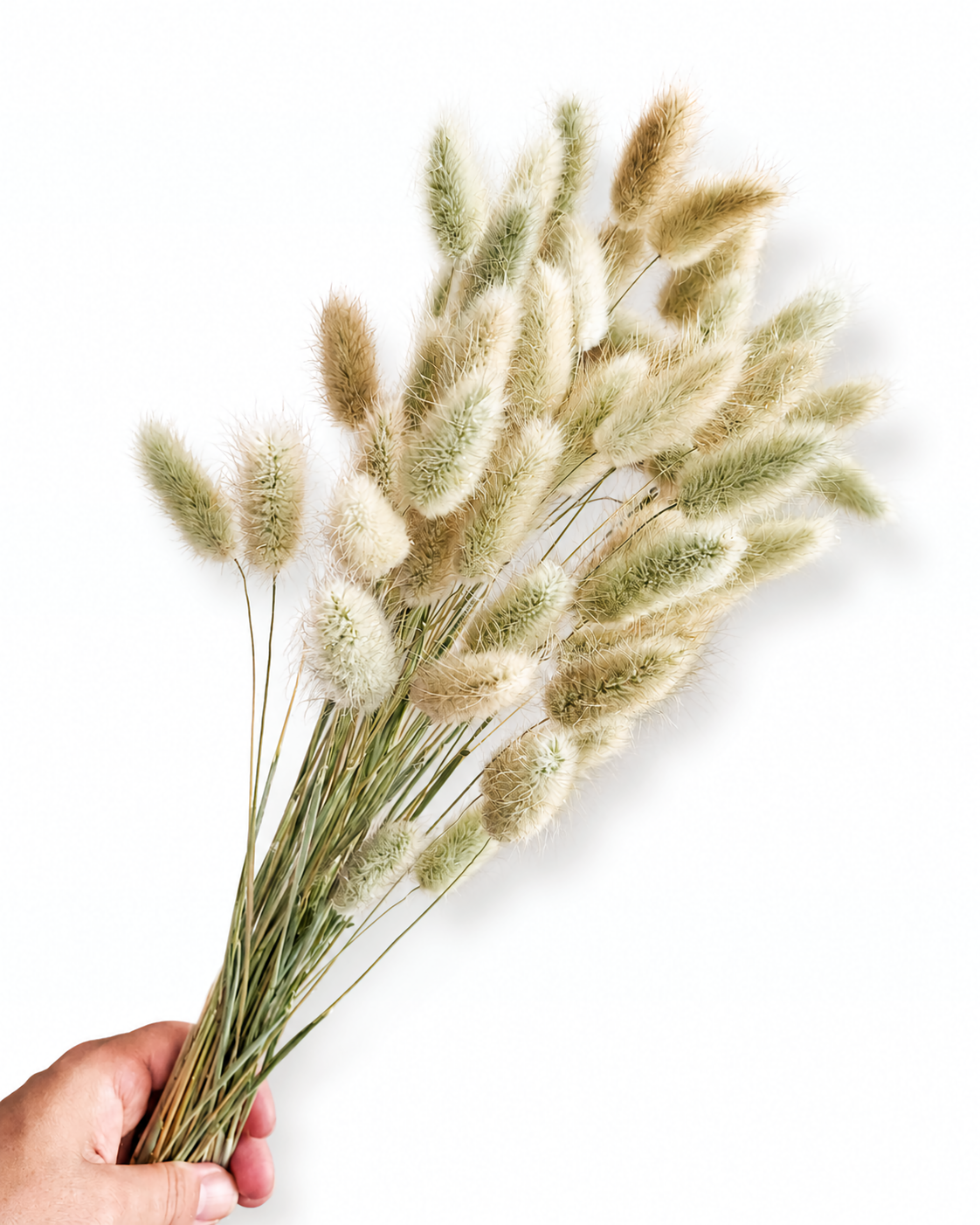 Minimalist Scandi style dried lagurus ovatus stems for wholesale florist studio supplies
