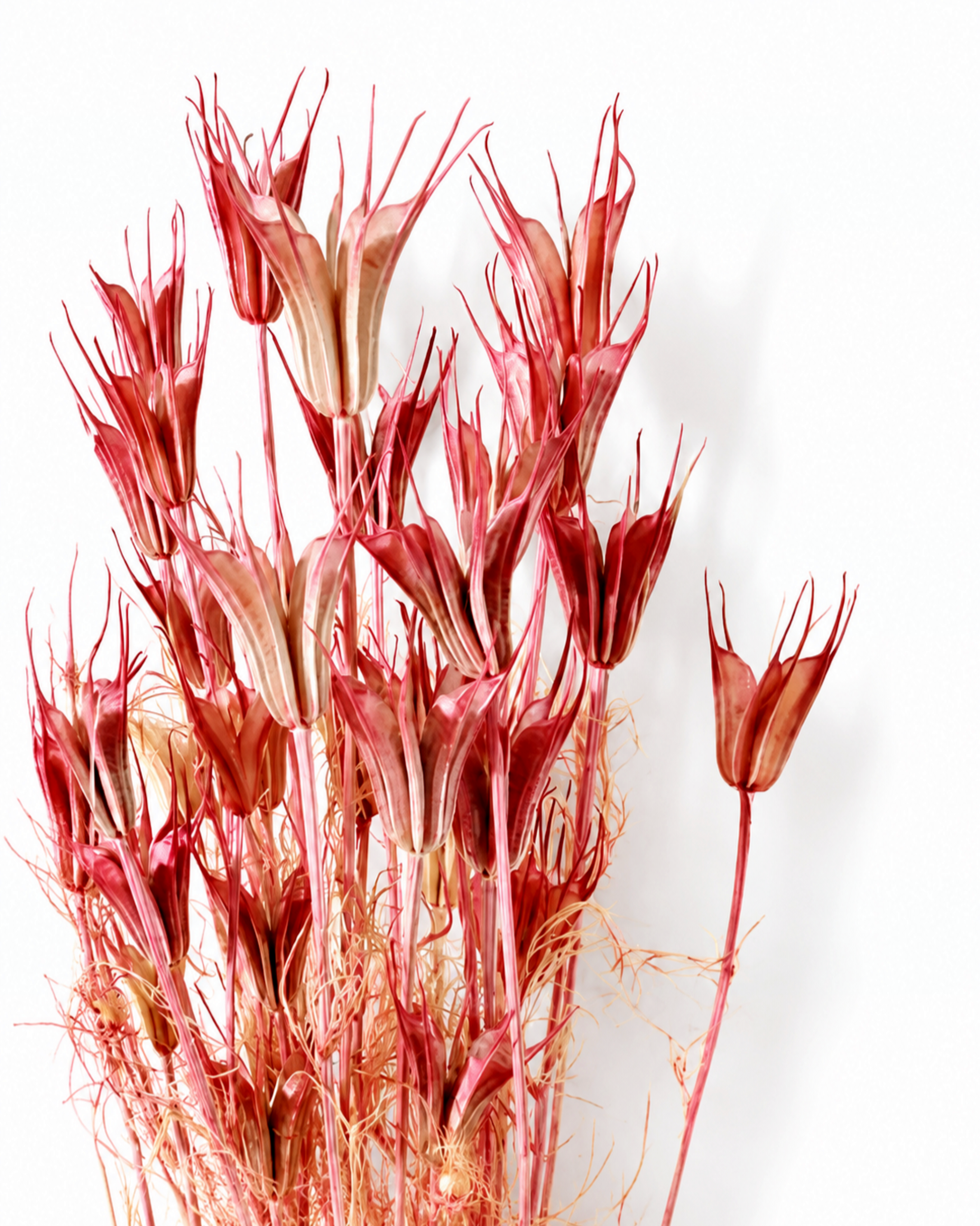 Full bundle of 5-6 coral pink dried Nigella orientalis stems laid diagonally against a white background.


