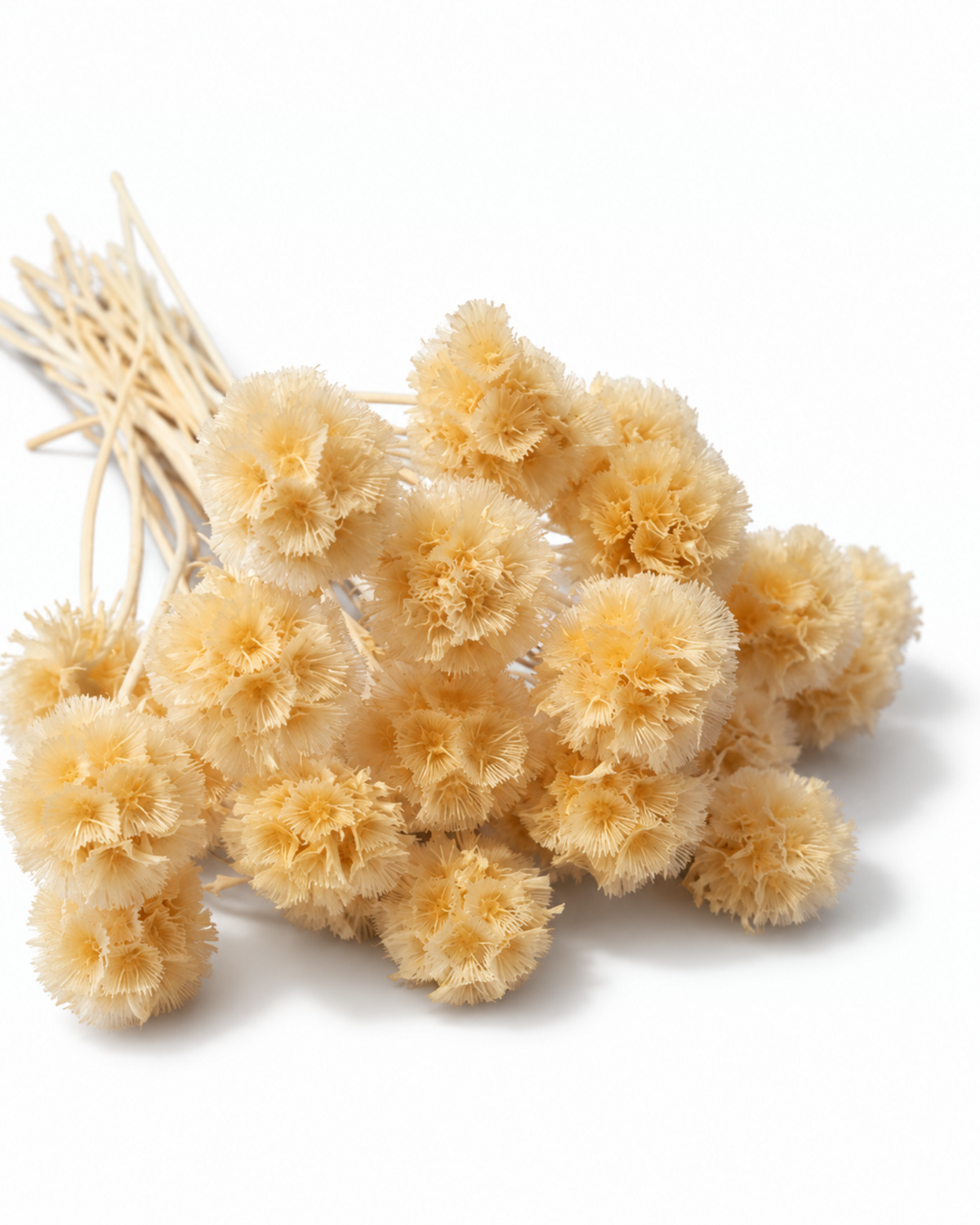Bleached Preserved Scabiosa Stems - 15-17cm Starflower Pods (Bunch of 10)