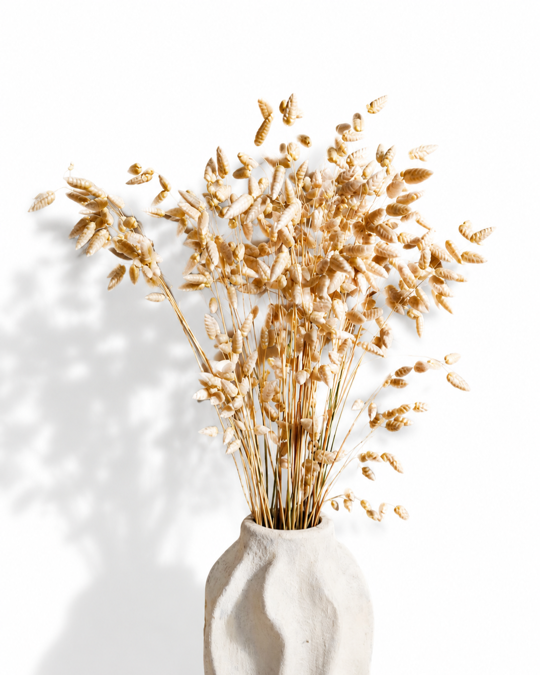 Wheat Color Briza Grass