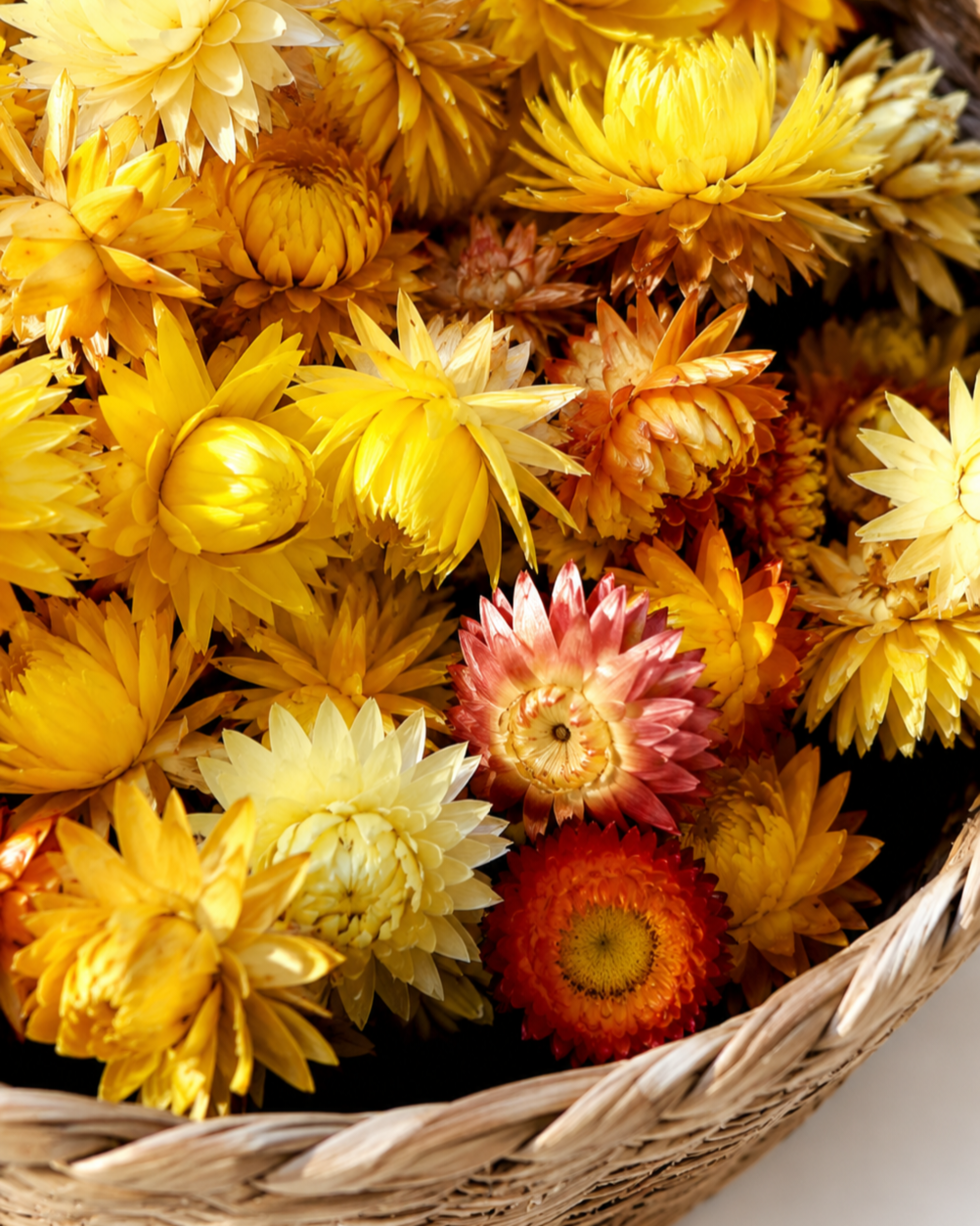 Yellow Dried Strawflower Heads Helichrysum