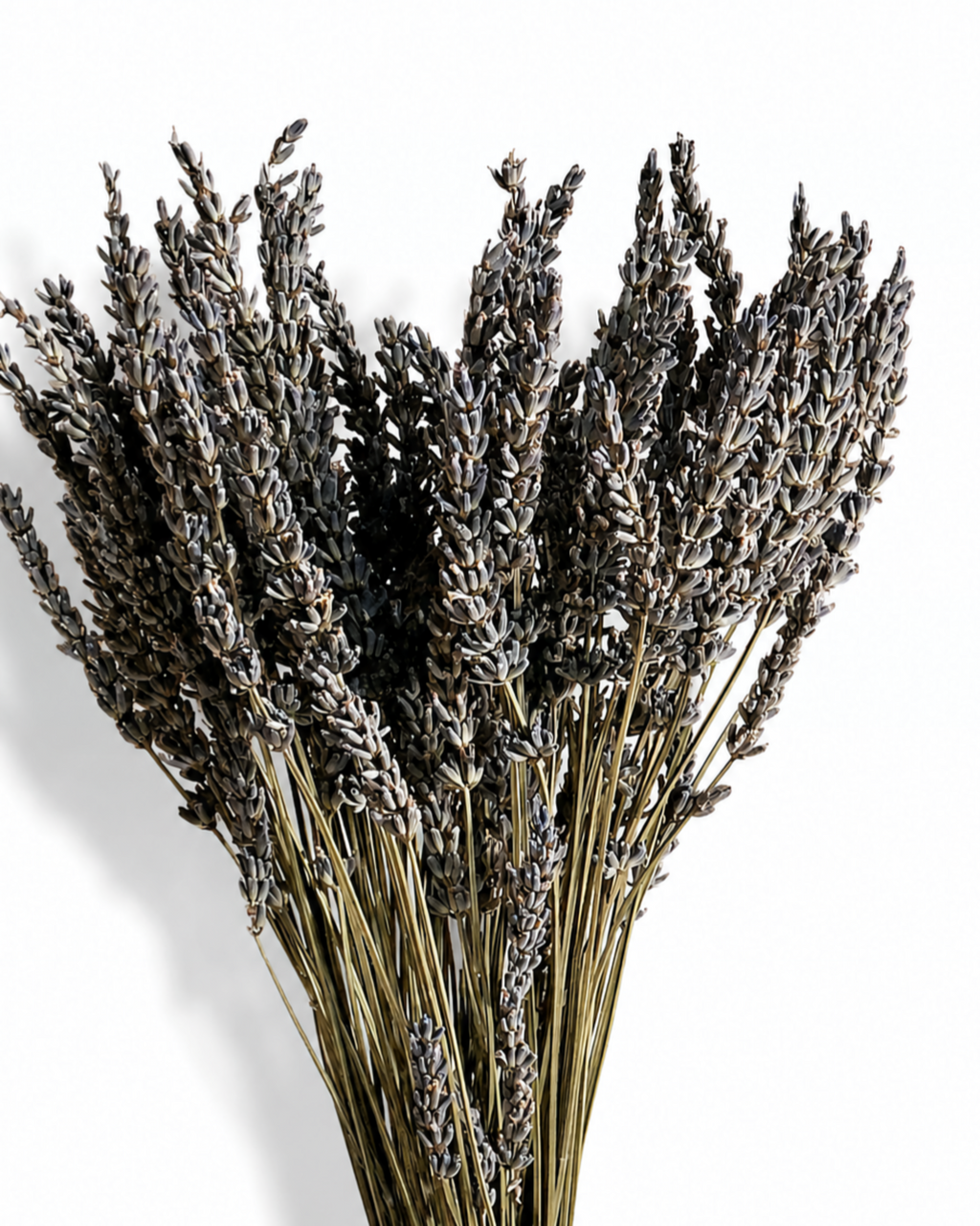 Full view of a 100-stem bundle of natural purple dried lavender against a white background.
