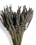 Full view of a 100-stem bundle of natural purple dried lavender against a white background.

