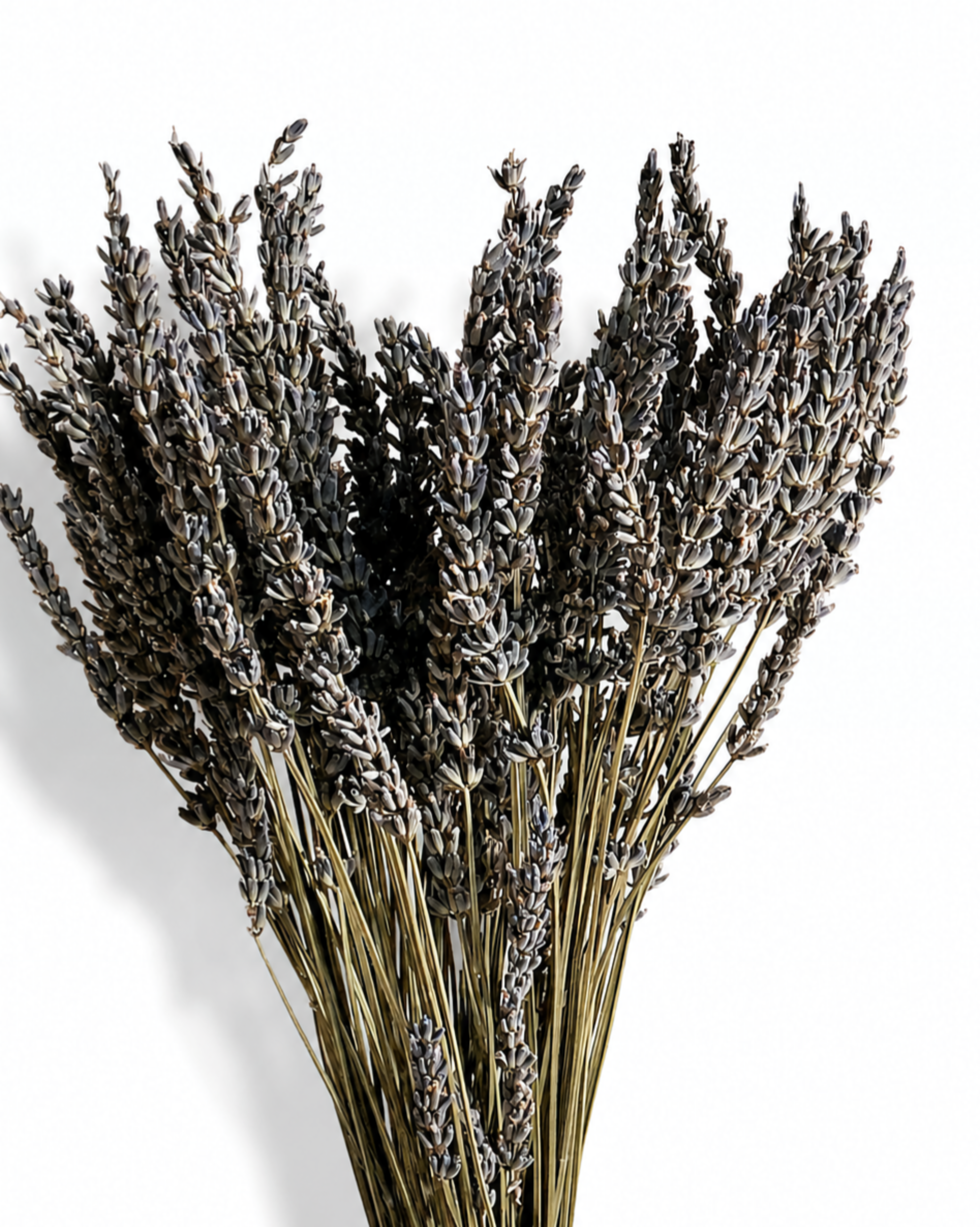 Full view of a 100-stem bundle of natural purple dried lavender against a white background.
