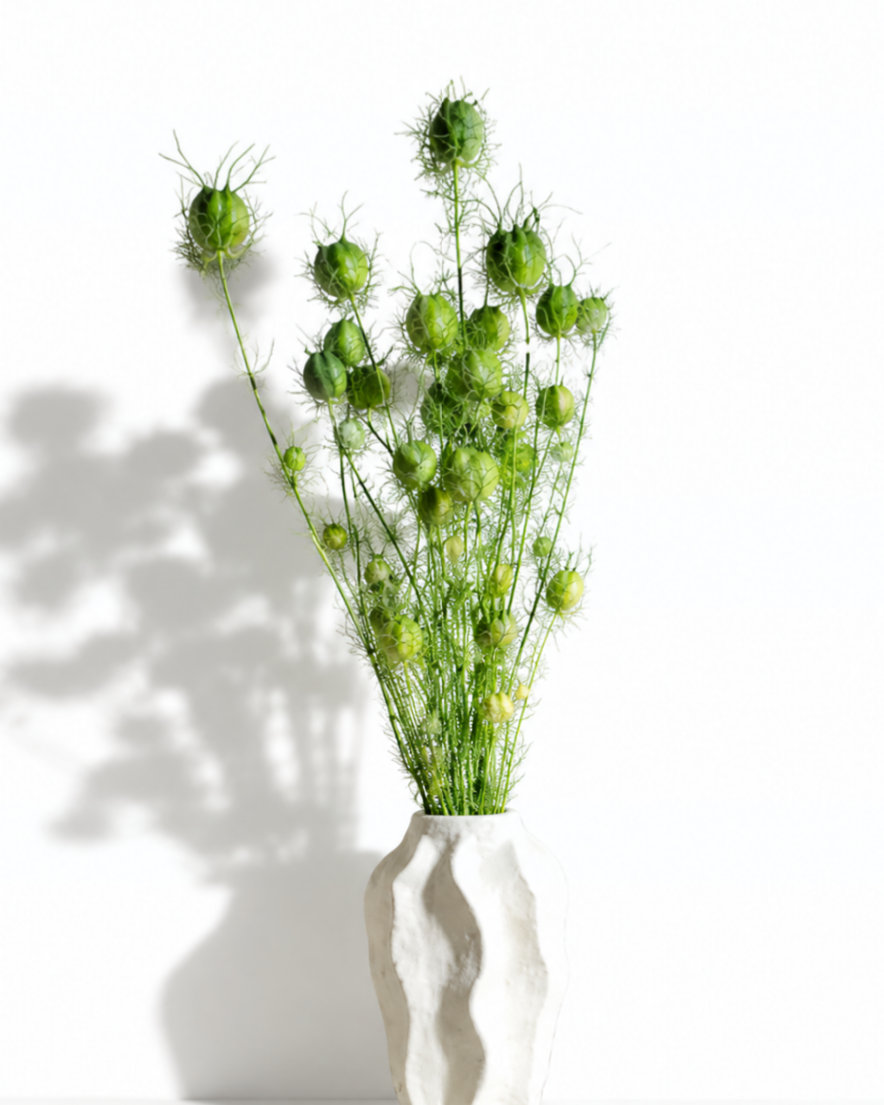 Bundle of dried bright green Nigella stems styled in a white textured ceramic vase with soft shadows.
