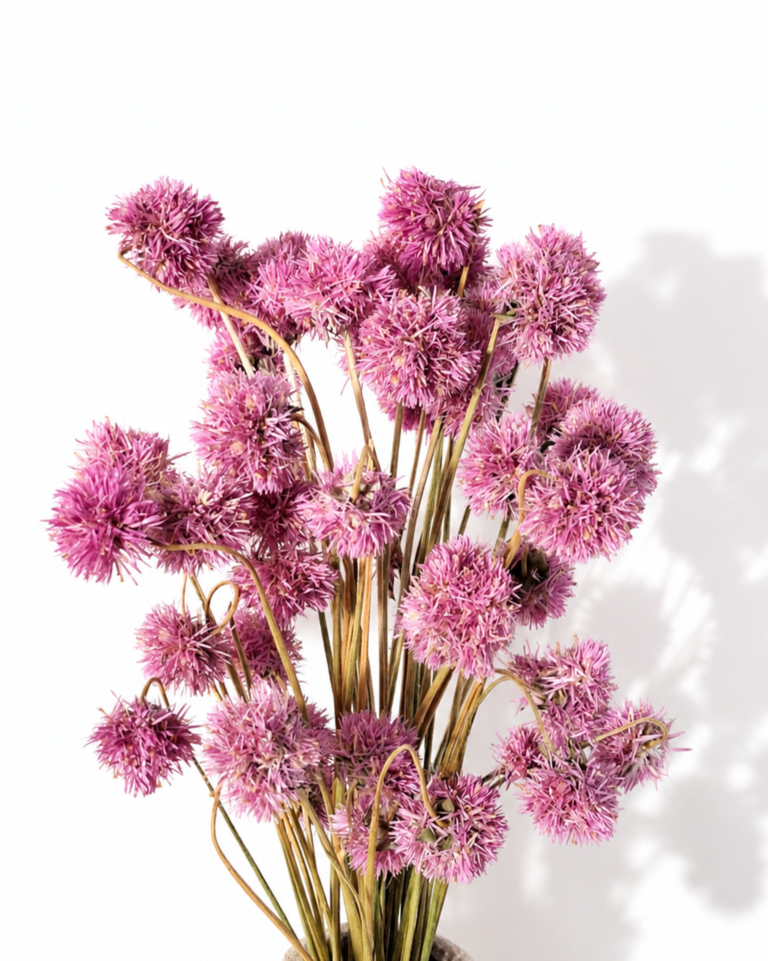 30-35 cm long dried pink gomphrena bouquet 50 grams for modern wedding floral installations Europe