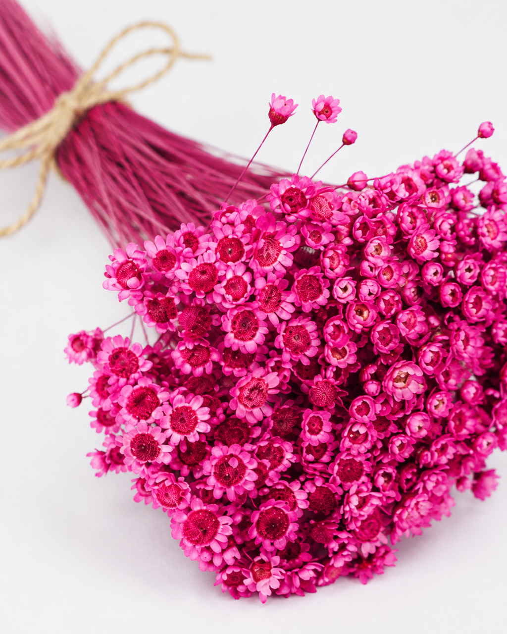 Fuchsia Glixia dried