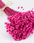 Fuchsia Glixia dried