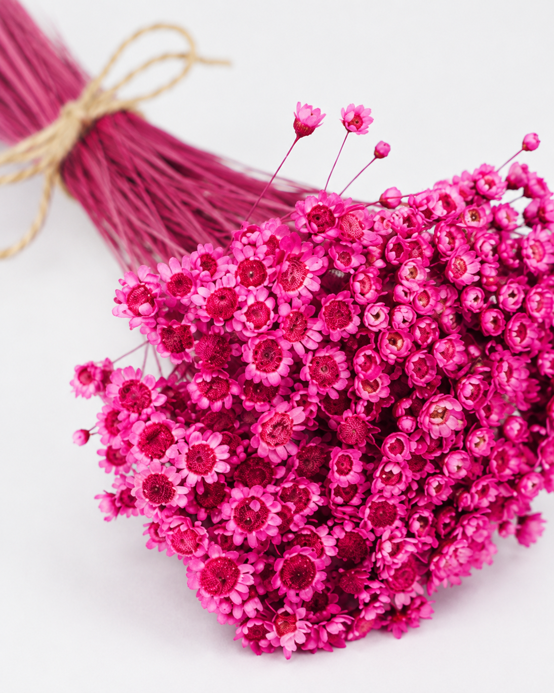 Fuchsia Glixia dried
