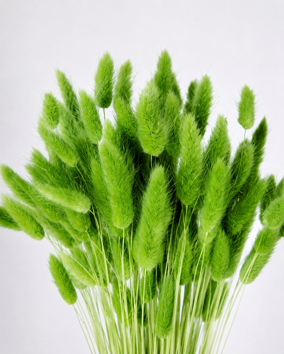Light green Bunny Tail Grass
