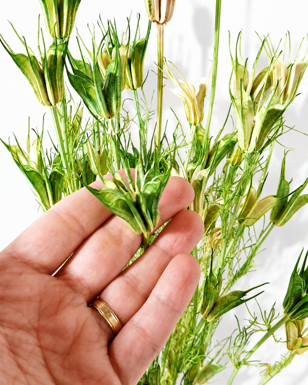 Hand holding a green dried Nigella seed pod showing intricate crown-shaped structure and scale.
