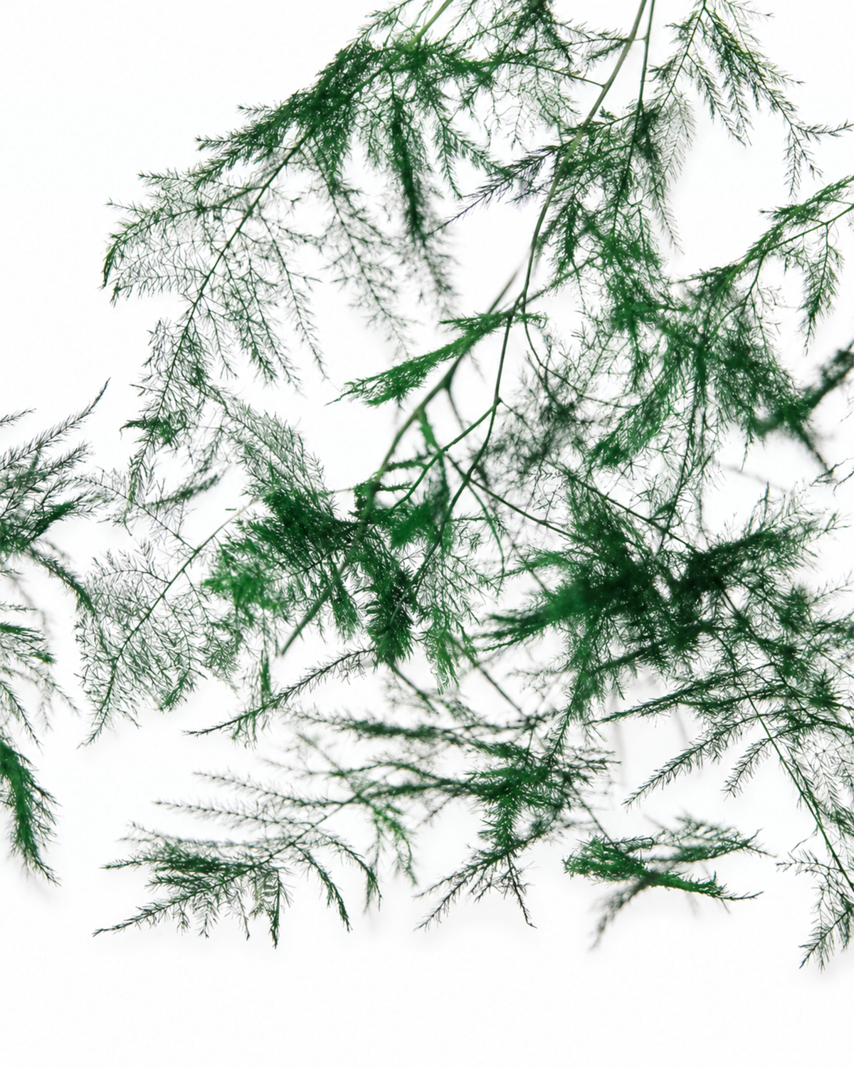 Preserved Green Asparagus Plumosus - Natural Dried Plumosus Fern Bunch (100g)