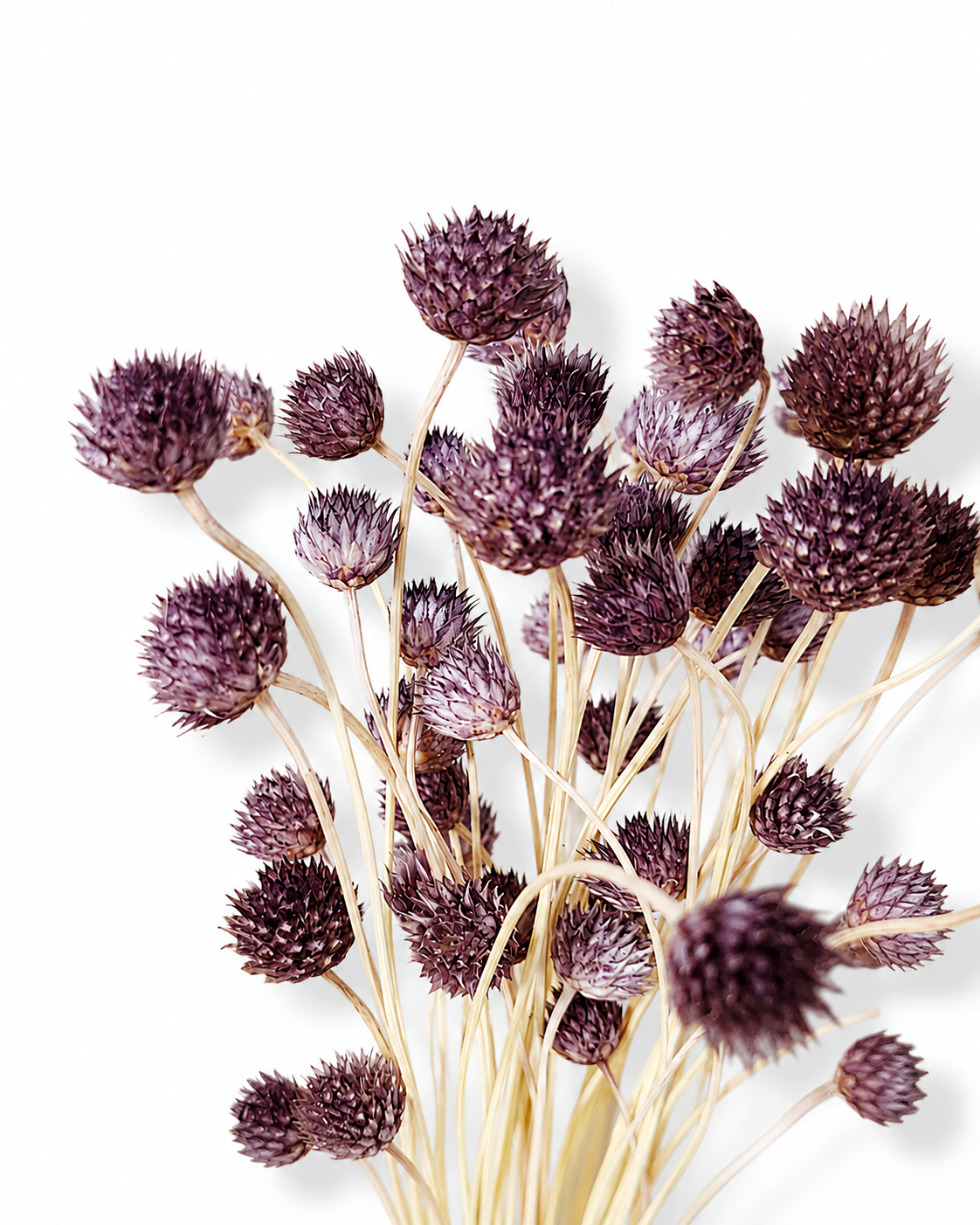 Close-up photo of small round deep purple Cephalaria flower heads on natural dried stems against a white background.
