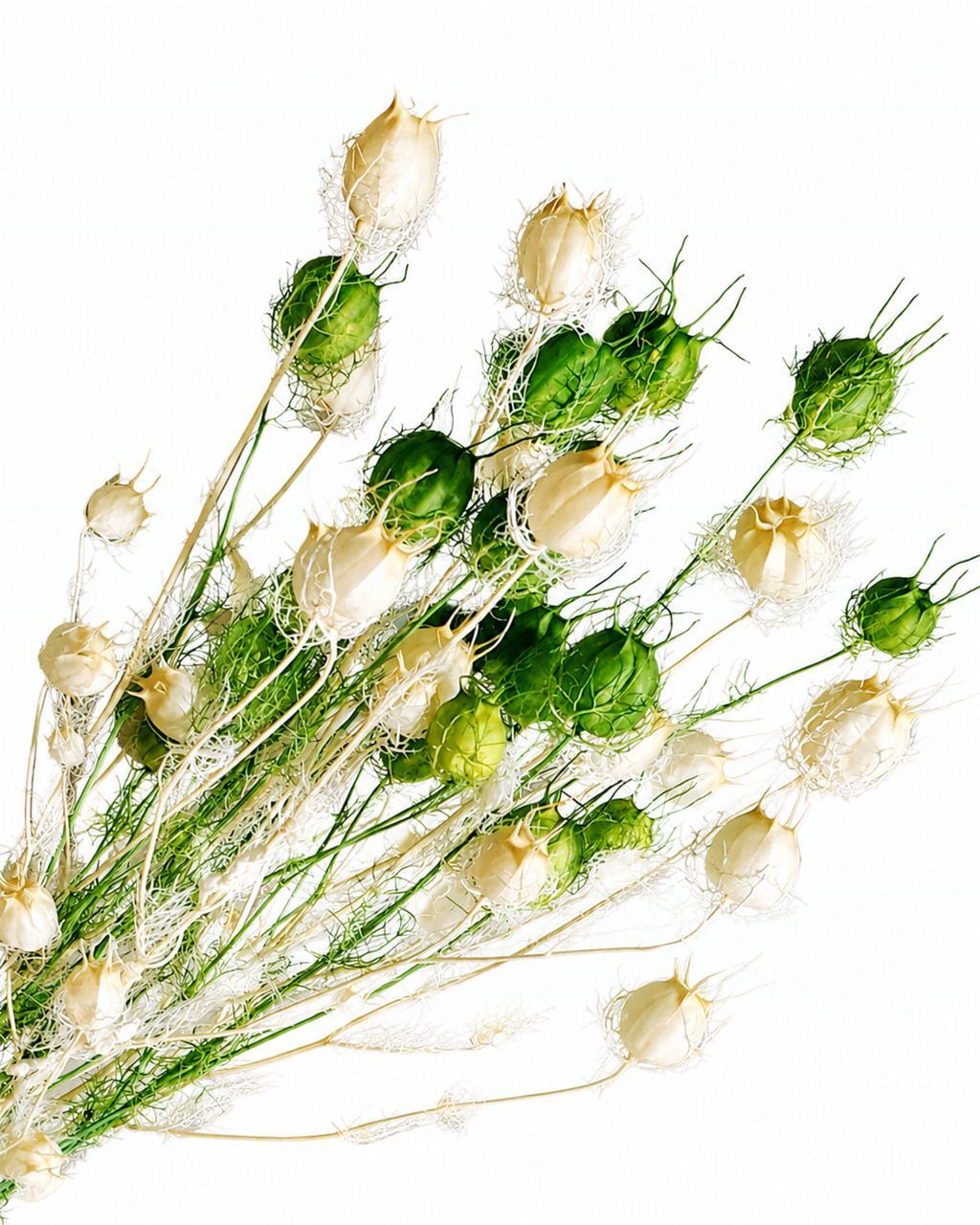 Top view of a tied bundle of white and green Nigella stems with lacy seed heads on a white surface.
