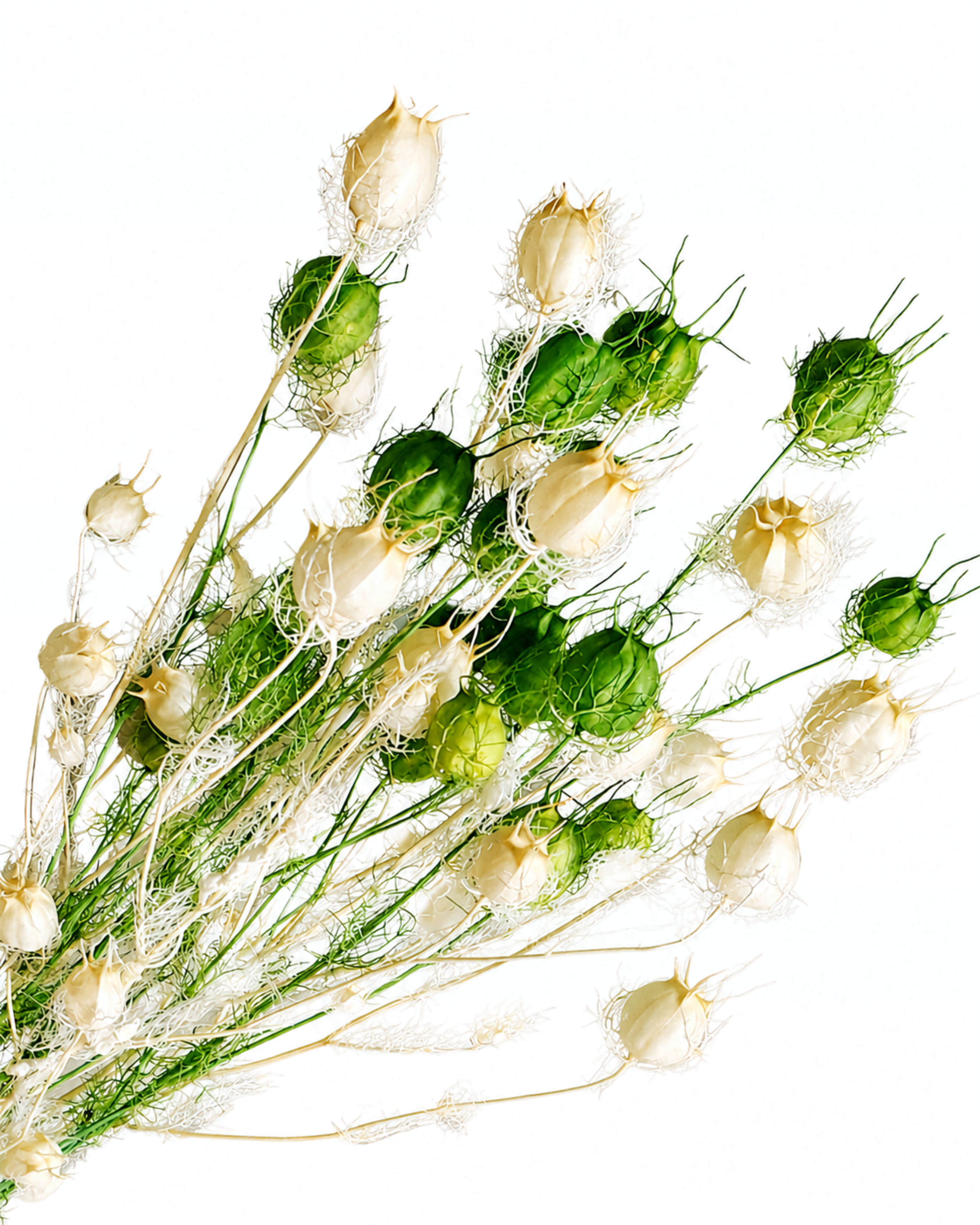 Top view of a tied bundle of white and green Nigella stems with lacy seed heads on a white surface.
