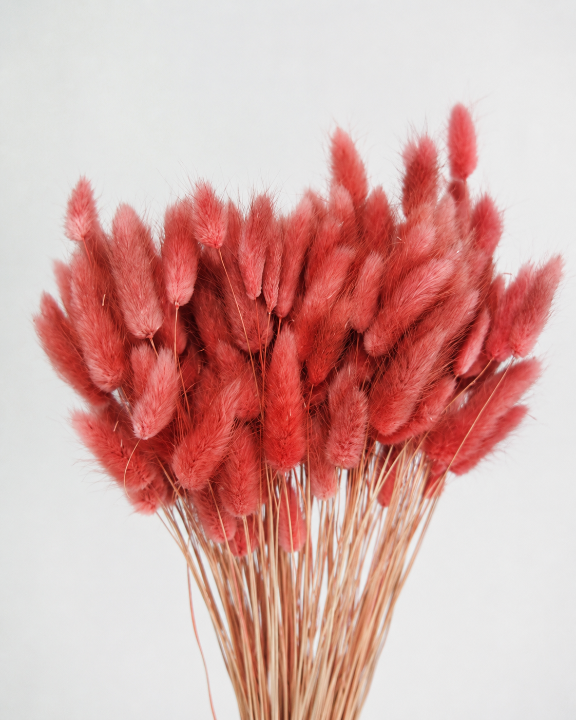 Cranberry
Bunny Tail Grass