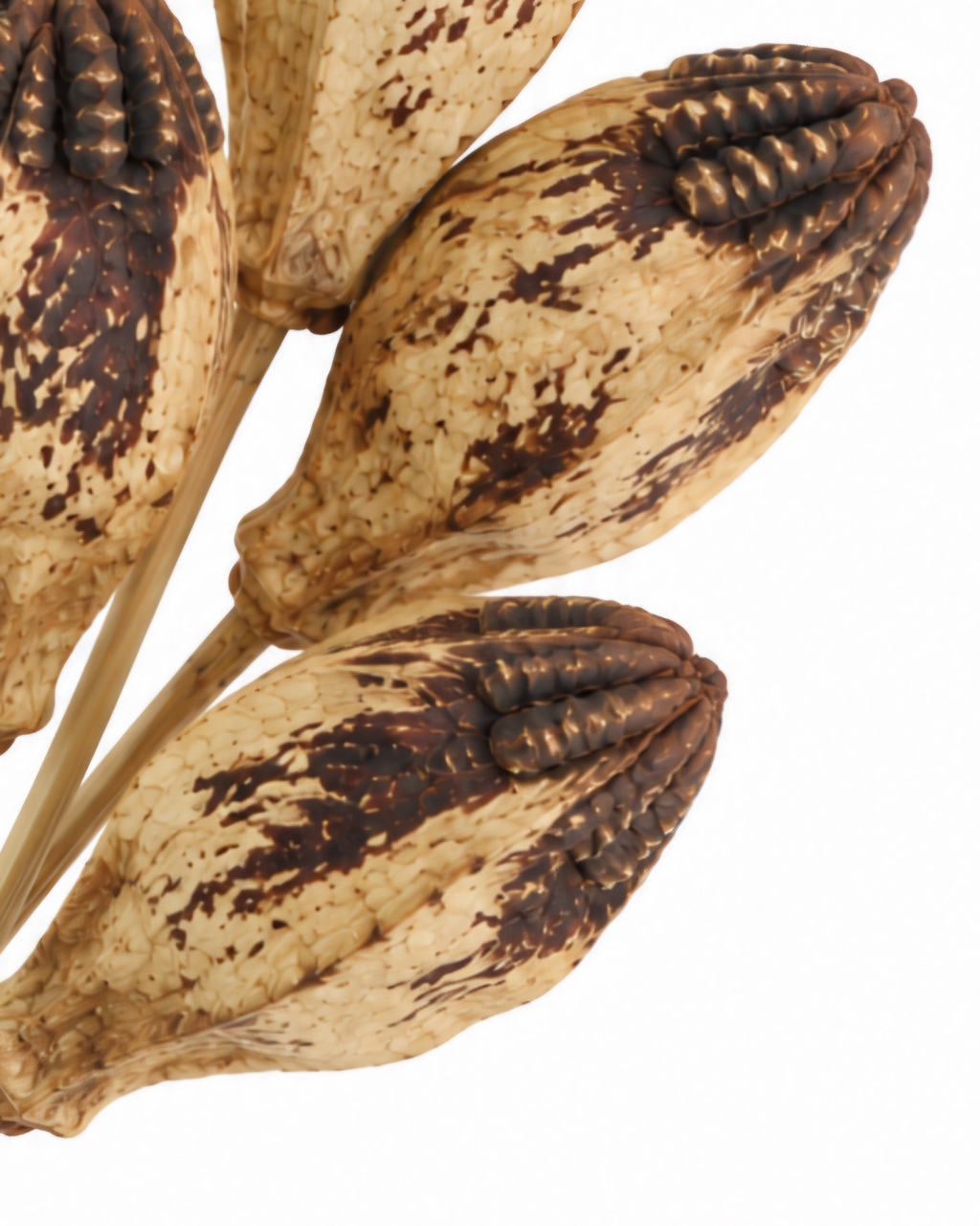 Close-up view of four natural dried Mahogany pods showing rich brown patterns[span_4](start_span)[span_4](end_span).
