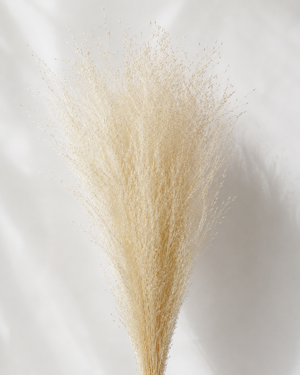 Tall Rice Grass Bundle