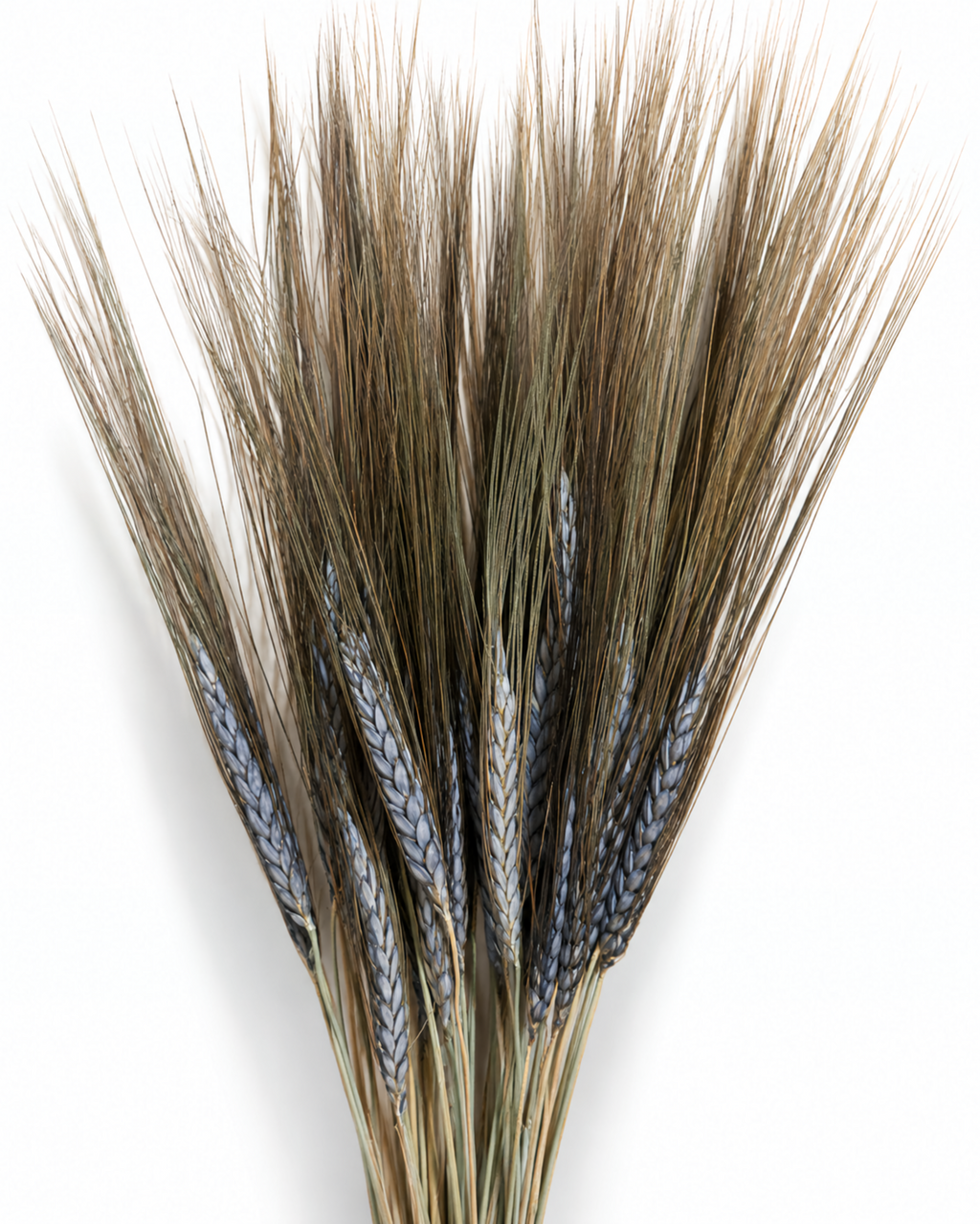 Full vertical view of 25 dried black grain wheat stems on a white background[span_3](start_span)[span_3](end_span).
