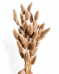 Premium preserved caramel brown Lagurus Ovatus bunny tail grass bunch of 50 stems for florist decor
