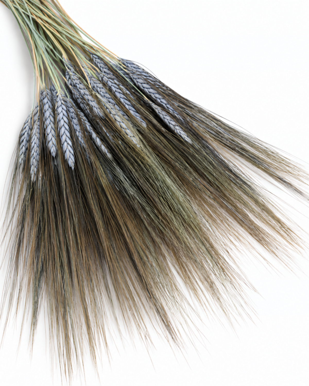 Dried black grain wheat bouquet showing stem length and feathery dark awns[span_2](start_span)[span_2](end_span).
