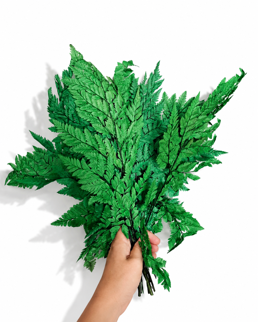 Dried Leatherleaf Fern