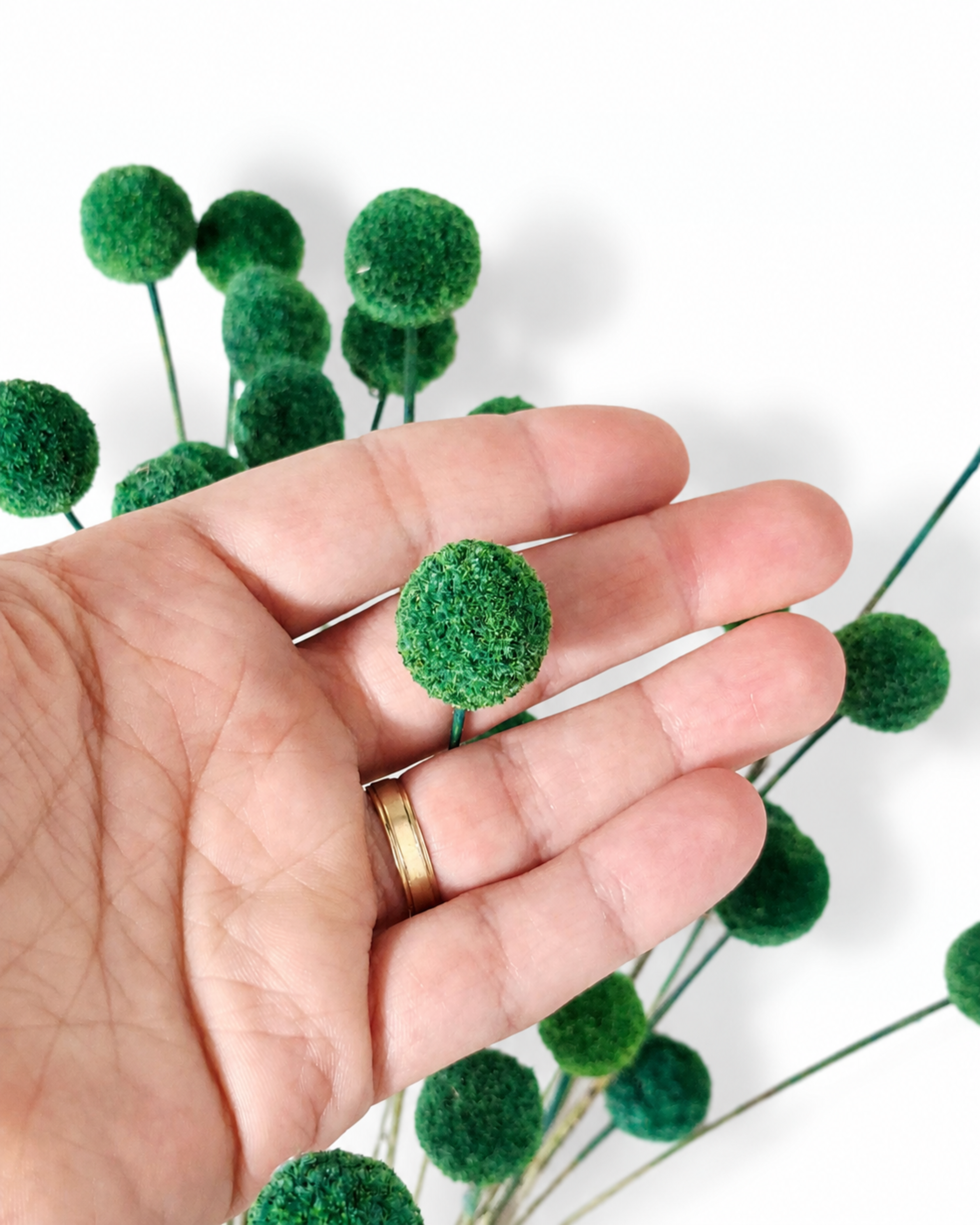 Dark Green Craspedia Stems