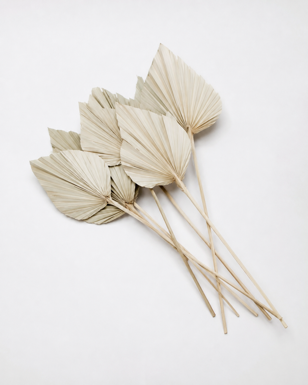 Dried Palm spear  Natural