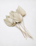 Dried Palm spear  Natural
