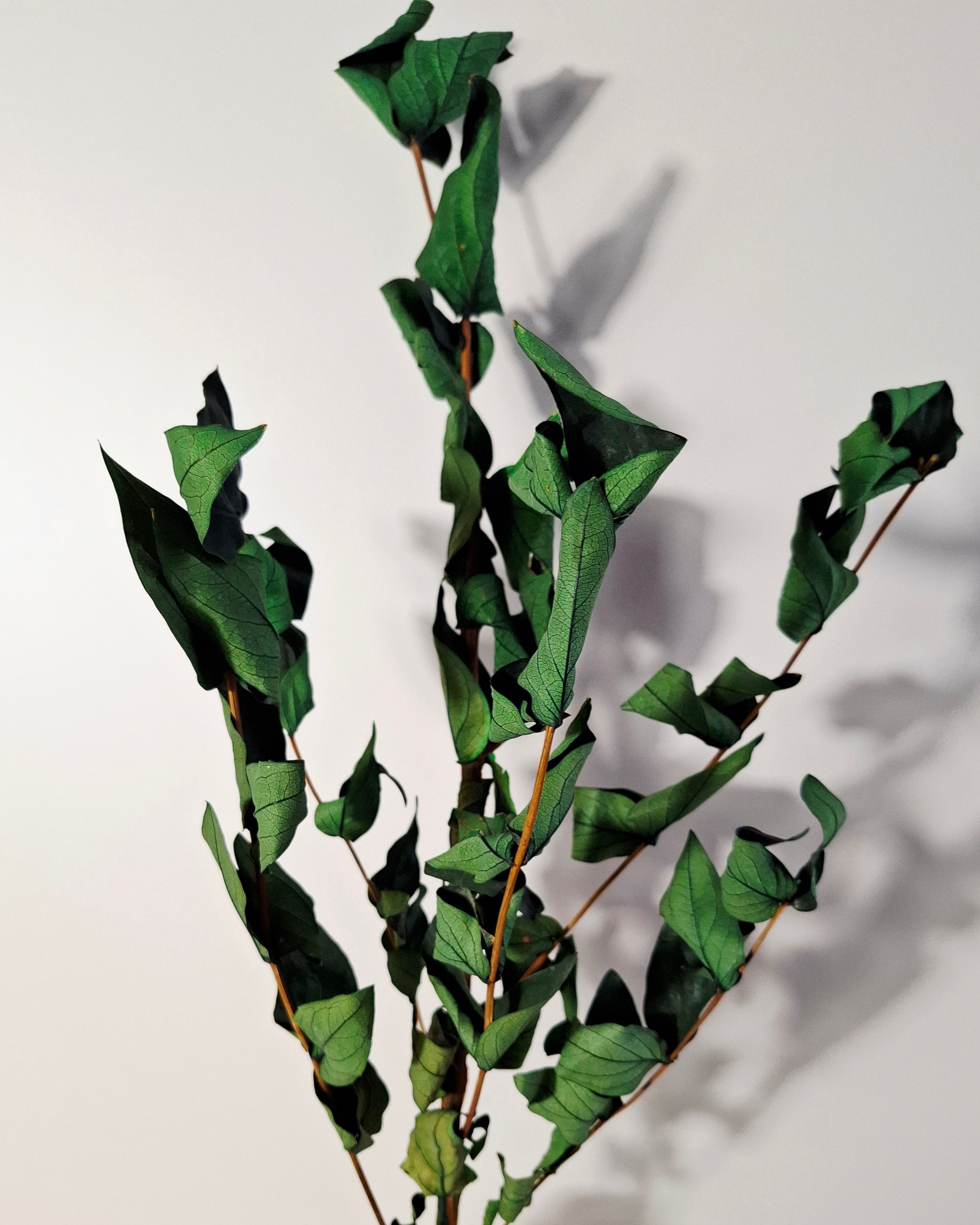 Preserved Green Foliage Branches