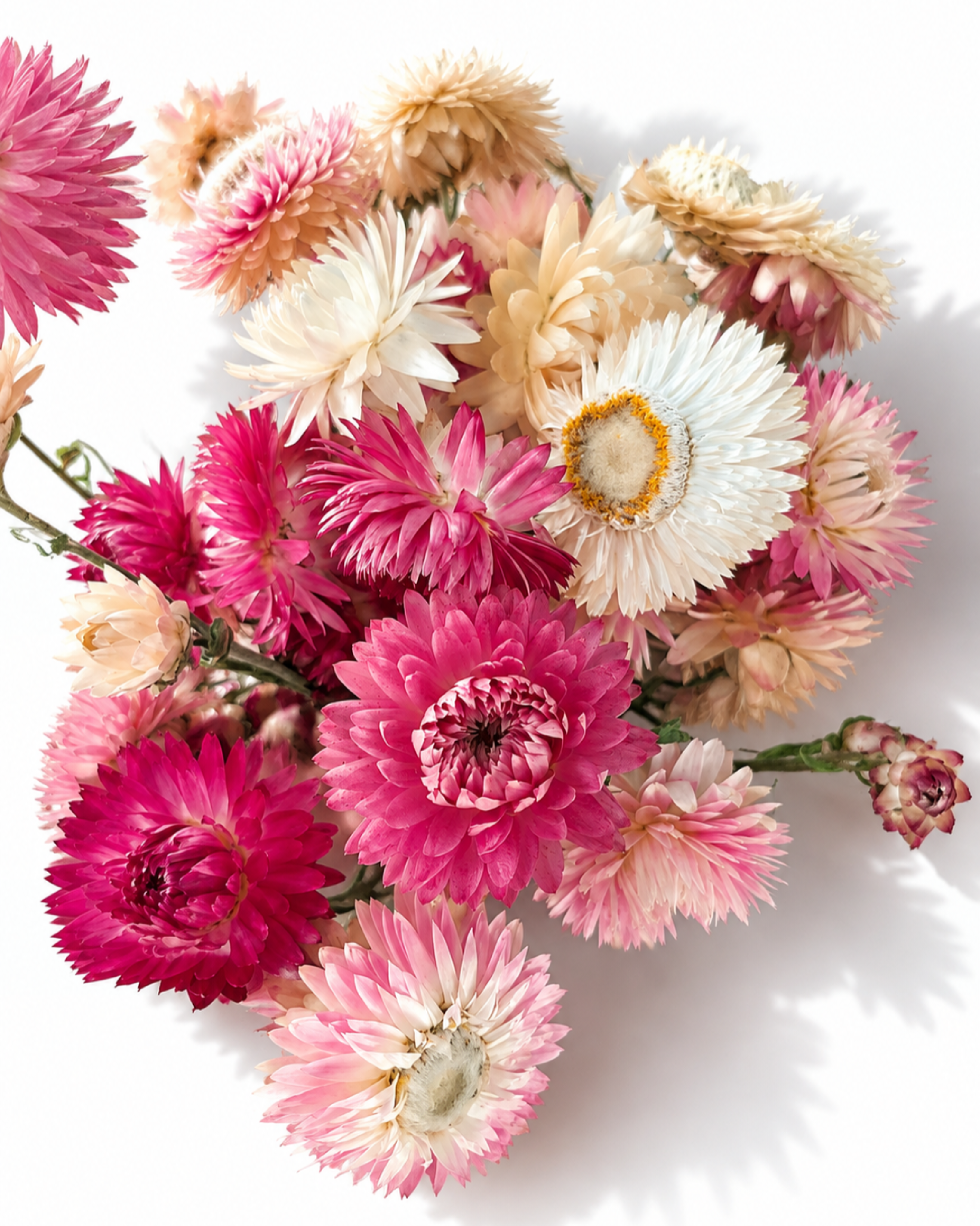 Pink & Cream Helichrysum Bunch, Dried Strawflower Stems