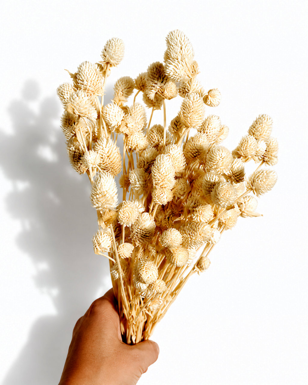 Cream White Gomphrena