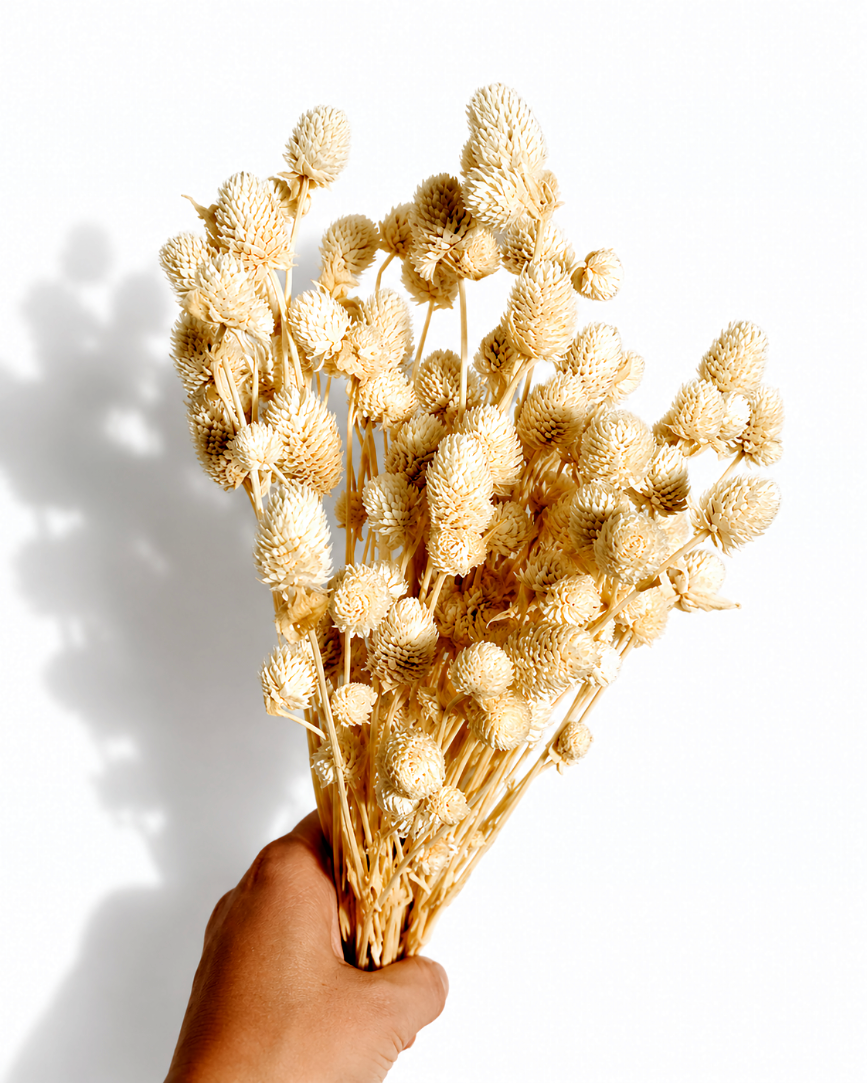 Cream White Gomphrena