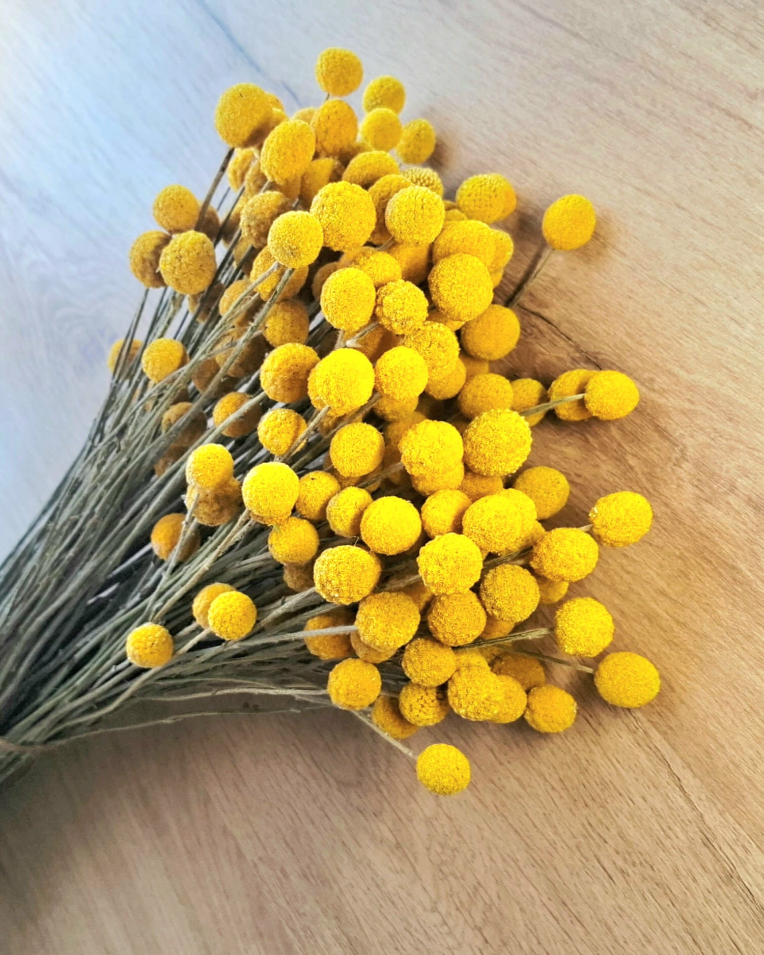 Yellow Craspedia Stems