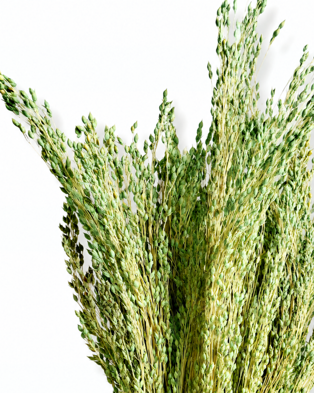 Dense 50g bunch of green dried millet stems showing soft feathery plumes and muted green tones.
