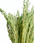 Dense 50g bunch of green dried millet stems showing soft feathery plumes and muted green tones.
