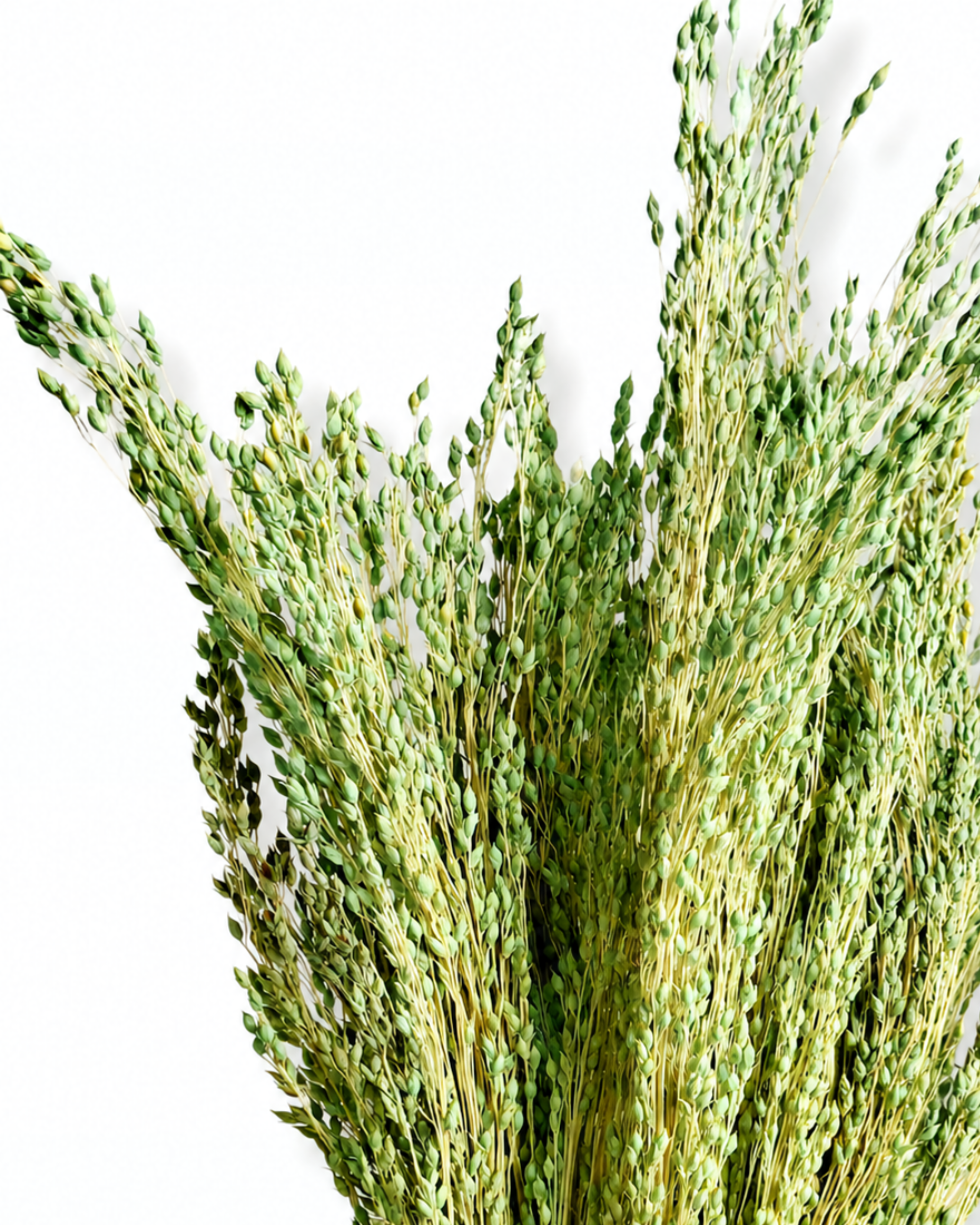 Dense 50g bunch of green dried millet stems showing soft feathery plumes and muted green tones.
