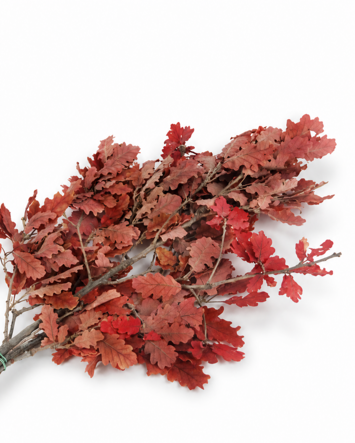 Preserved Red Oak Branches - Burgundy Autumn Foliage Stems
