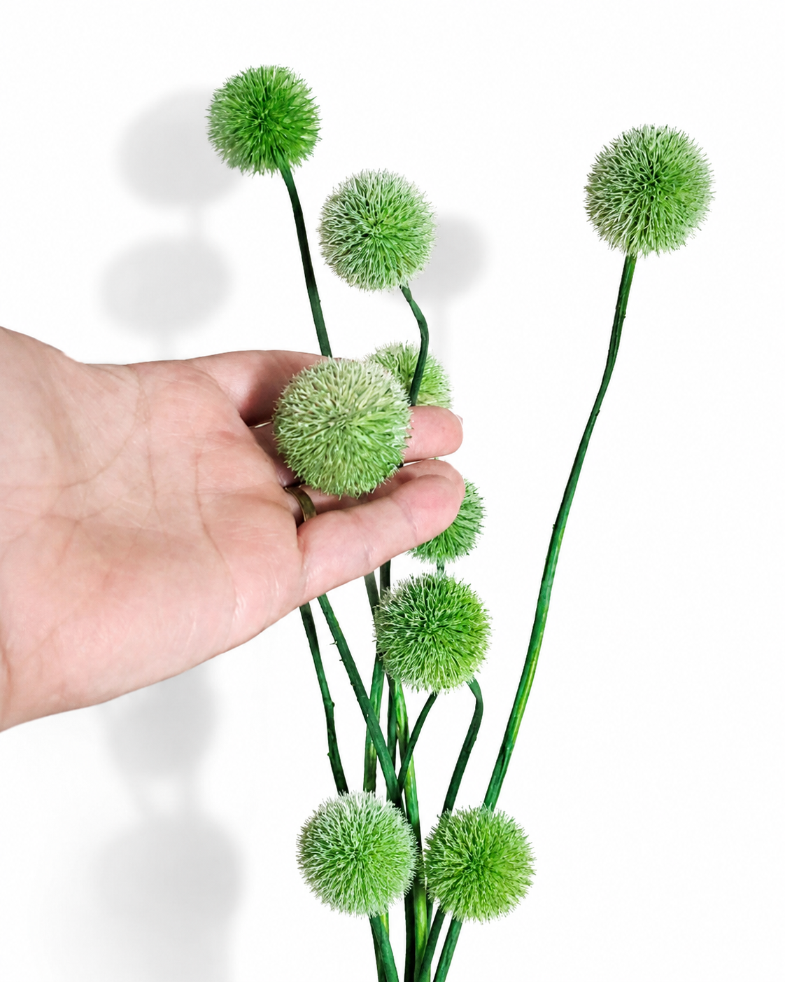 Green Globe Thistle Stems