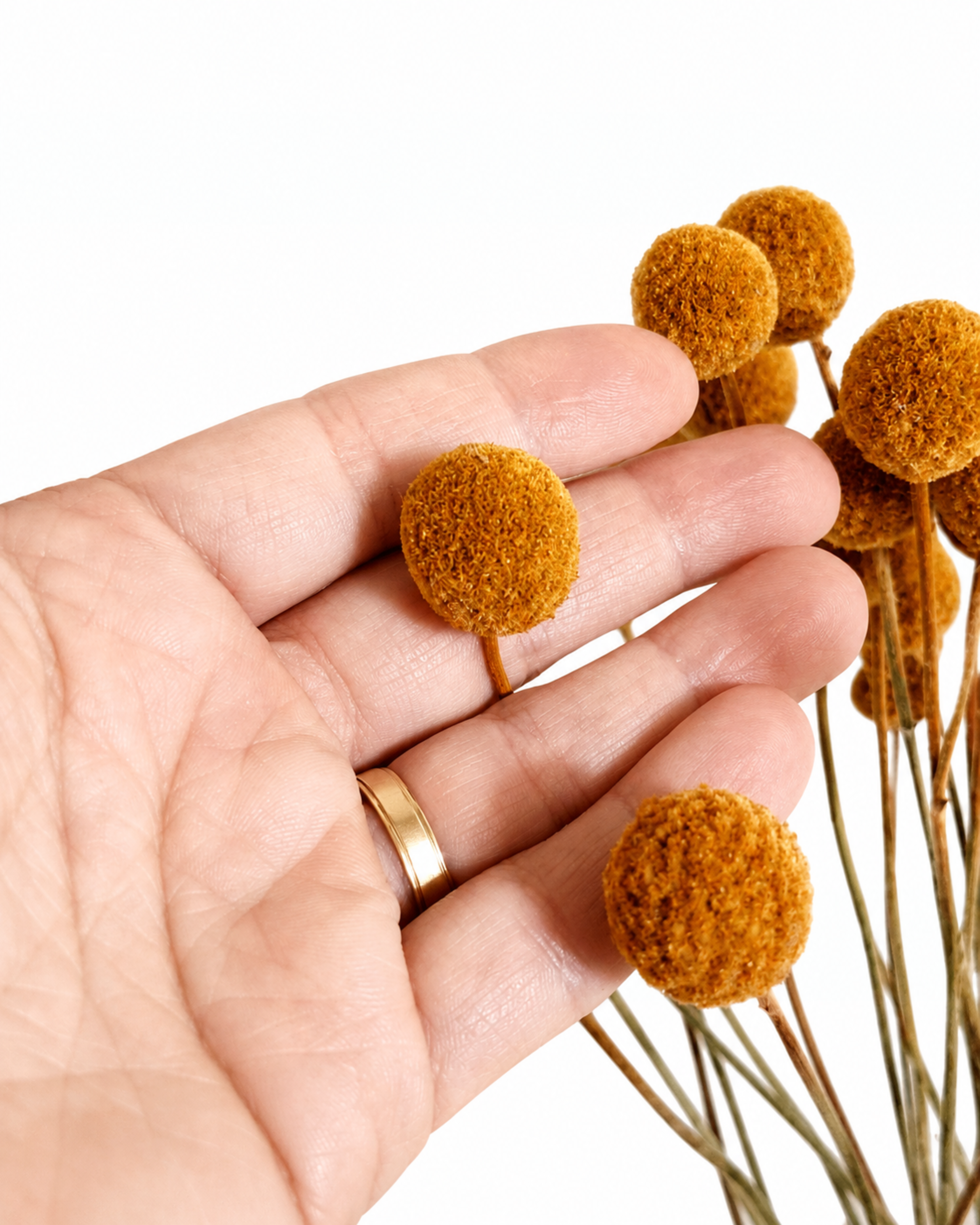 Hand holding multiple light brown Craspedia globosa flower heads showcasing size and texture.
